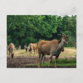 ガゼル ポストカード (正面)