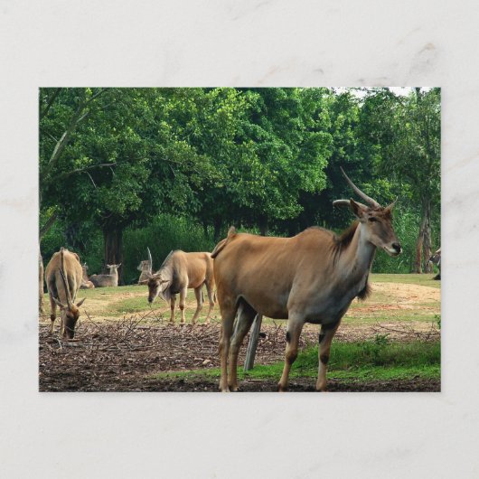 ガゼル ポストカード (正面)