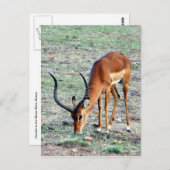 ガゼル・ロナーに助成金 ポストカード (正面/裏面)