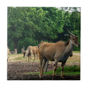 ガゼル，野生動物動物園，羚. タイル
