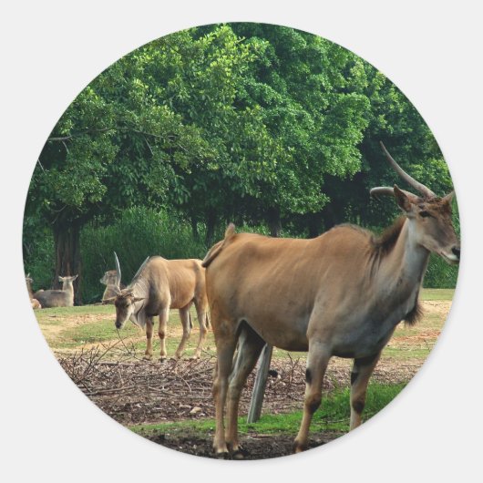 ガゼル,野生動物動物園,羚. ラウンドシール (正面)