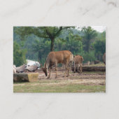 ガゼル,野生動物動物園,羚. 名刺 (正面)