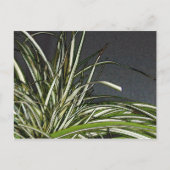 ガタ ポストカード (正面)