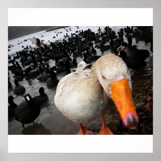 ガチョウとコック ポスター (正面)