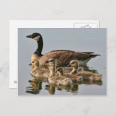 ガチョウとシックス葉書 ポストカード (正面/裏面)