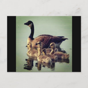 ガチョウとベビーはがき ポストカード
