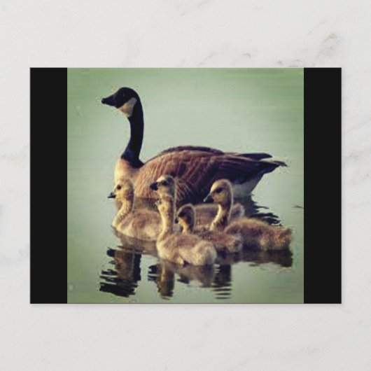 ガチョウとベビーはがき ポストカード (正面)