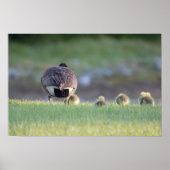 ガチョウとベビー写真ポスター ポスター (正面)