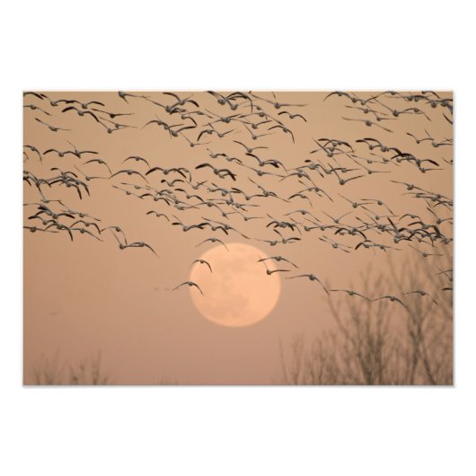 ガチョウの群れ, Grus フォトプリント (正面)