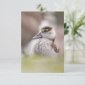 ガチョウの自然写真 カード (スタンド正面)