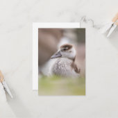 ガチョウの自然写真 カード (正面/裏面インサイチュ)