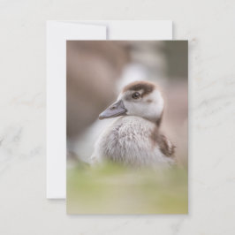 ガチョウの自然写真 カード