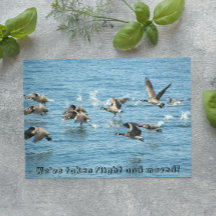 ガチョウの飛んでいる群れの動く発表