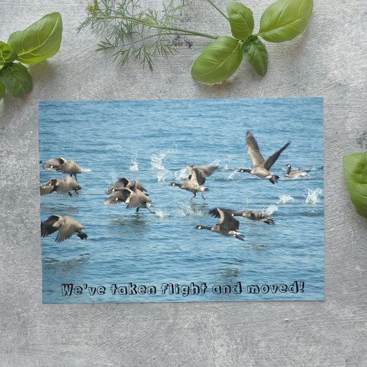 ガチョウの飛んでいる群れの動く発表 案内ポストカード