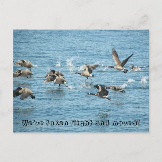 ガチョウの飛んでいる群れの動く発表 案内ポストカード (正面)