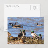 ガチョウ葉書を見るアヒル ポストカード (正面/裏面)