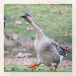 ガチョウ間抜け ガラスコースター