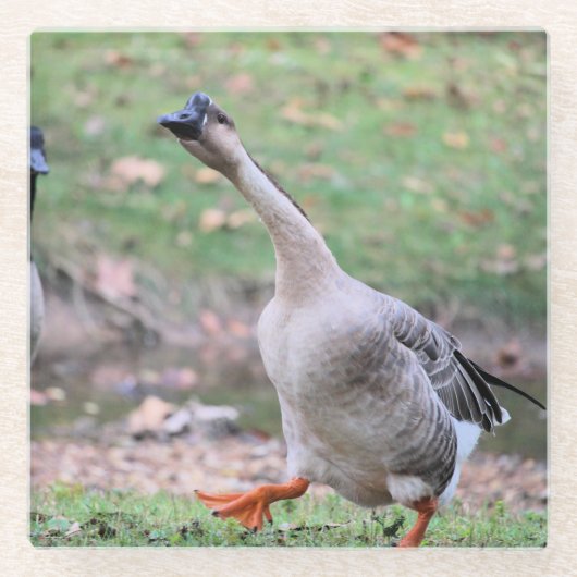 ガチョウ間抜け ガラスコースター (正面)