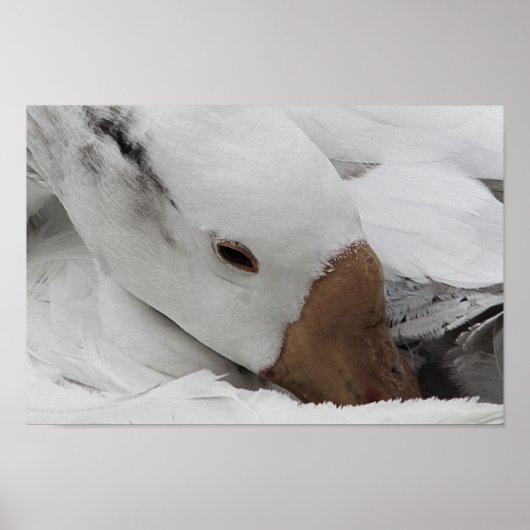 ガチョウ顔 ポスター (正面)