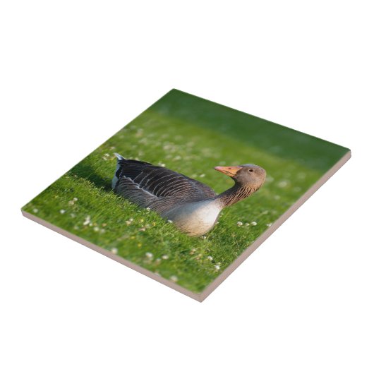 ガチョウ タイル (側面)