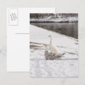 ガチョウ ポストカード (正面/裏面)