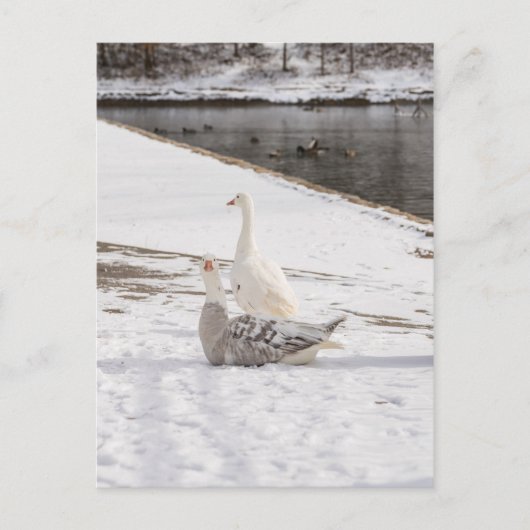 ガチョウ ポストカード (正面)