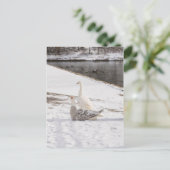 ガチョウ ポストカード (スタンド正面)