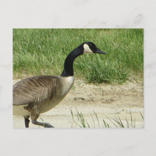 ガチョウ ポストカード (正面)
