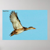 ガドゥルアヒル ポスター (正面)