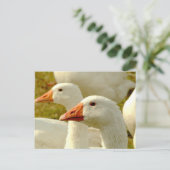 ガネーゼ ポストカード (スタンド正面)