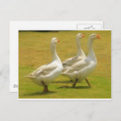 ガネーゼ ポストカード (正面/裏面)