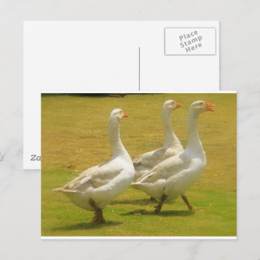 ガネーゼ ポストカード (正面/裏面)