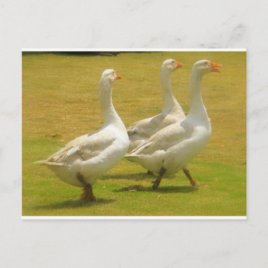 ガネーゼ ポストカード (正面)