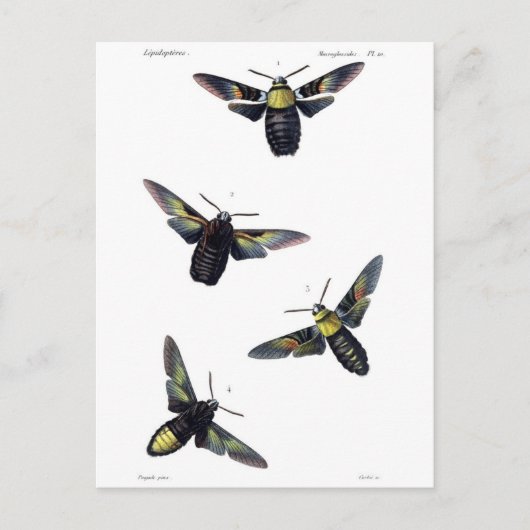 ガビクトリアンス ポストカード (正面)