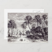 ガフサのオアシス:チュニス ポストカード (正面/裏面)