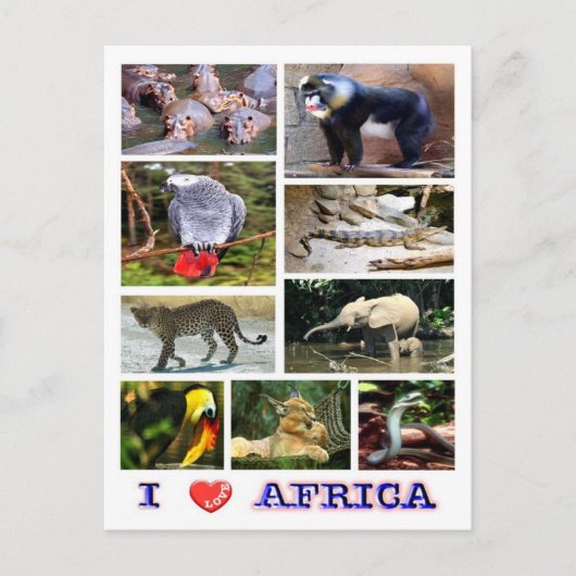 ガボン – I Love Africa - ポストカード (正面)