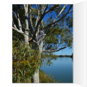 ガムツリーで眠っているコアラ熊，大きな誕生日カード (内側(左))