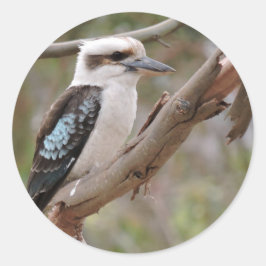 ガムツリーのKookaburra - ラウンドシール