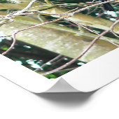 ガムツリーのNZトゥイ ポスター (角)