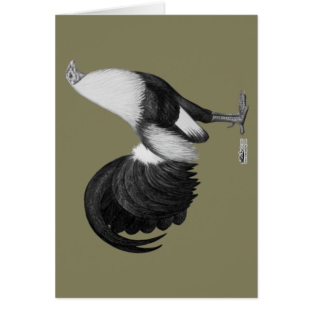 ガメコグレイ (正面)