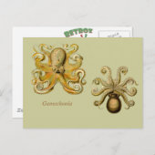 ガモチョニア横型はがき ポストカード (正面/裏面)