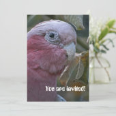 ガラまたはバラ産のコカトゥー 招待状 (スタンド正面)