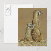 ガラガディ国立公園，ボツワナ，アフリカ ポストカード (正面/裏面)