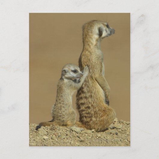 ガラガディ国立公園，ボツワナ，アフリカ ポストカード (正面)