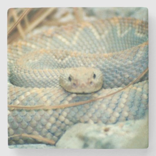 ガラガラヘビの飲み物コースター ストーンコースター (正面)