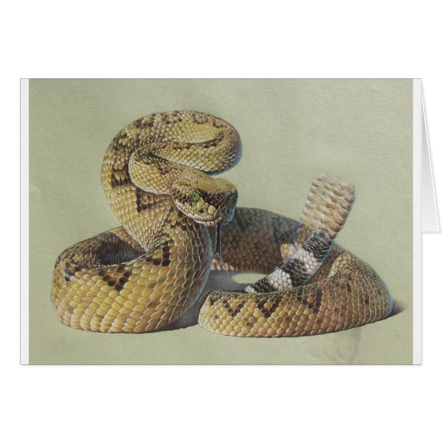 ガラガラヘビ (正面横)