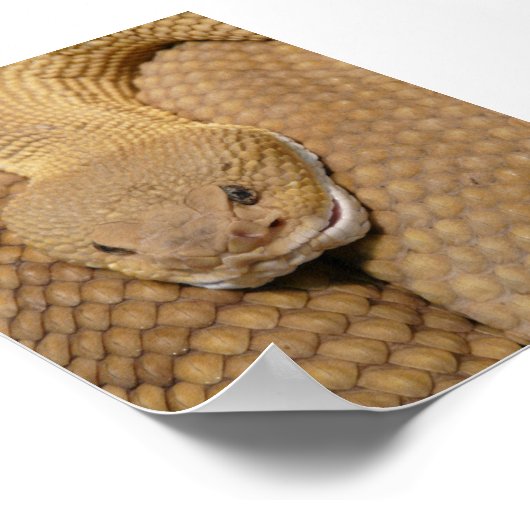 ガラガラ頭 ポスター (角)