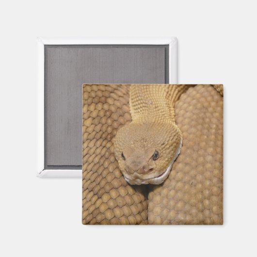 ガラガラ頭 マグネット (正面/裏面)