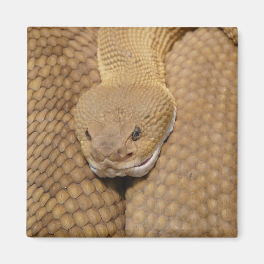 ガラガラ頭 マグネット (正面)