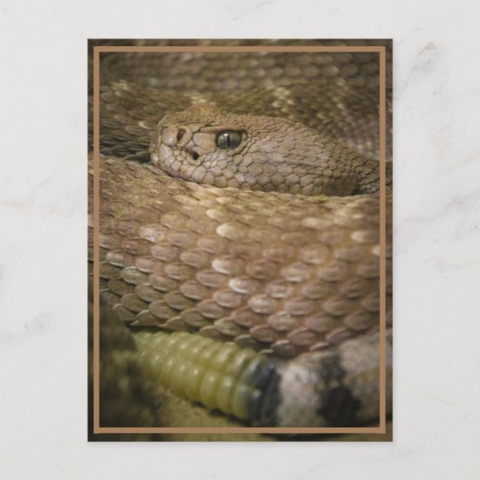 ガラガラ ポストカード (正面)